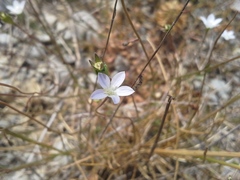 Wahlenbergia rupestris