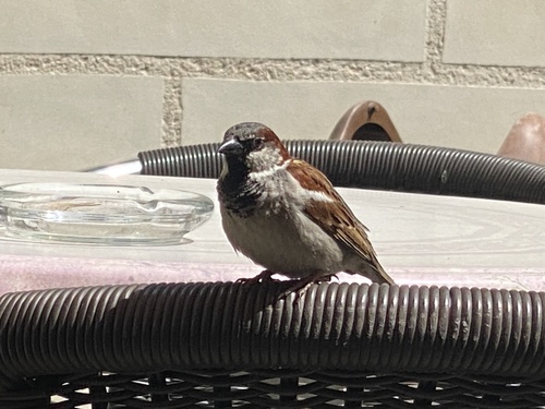 Passer domesticus