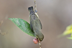 Dicaeum erythrorhynchos