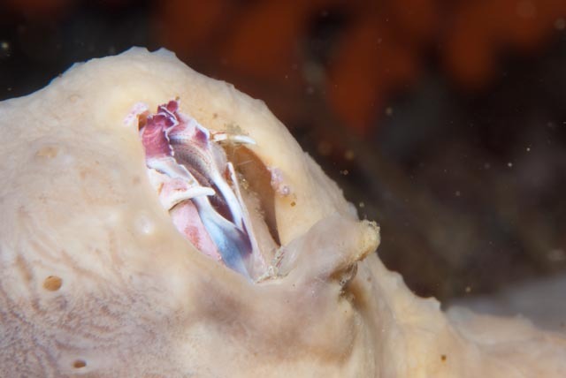 giant barnacle