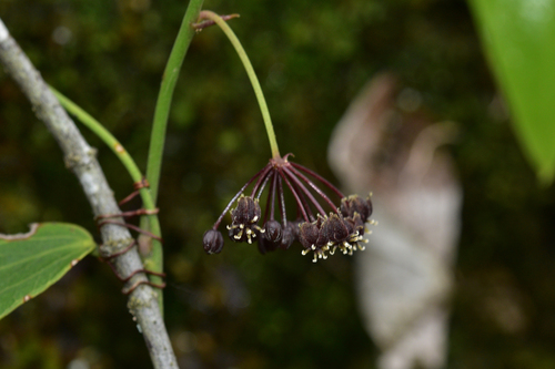 Smilax nervomarginata iNat (2)