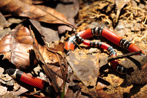 Aesculapian False Coral Snake