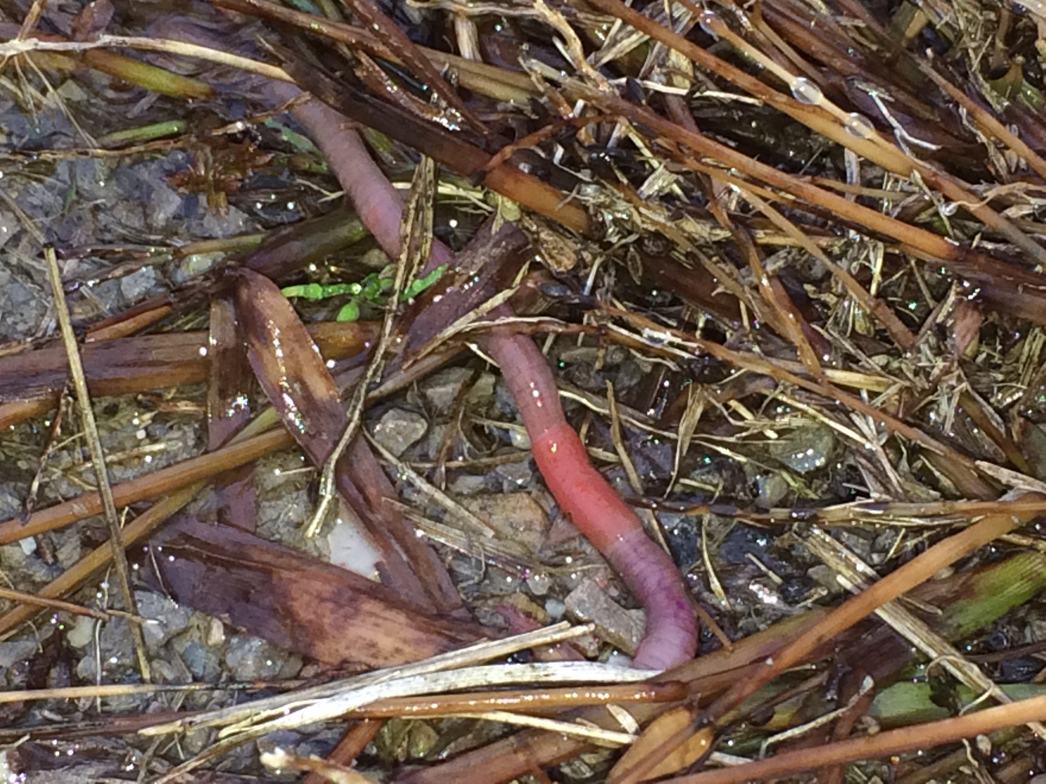 Common Earthworm (Lumbricus terrestris) · iNaturalist