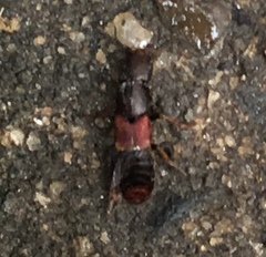 Platydracus cinnamopterus
