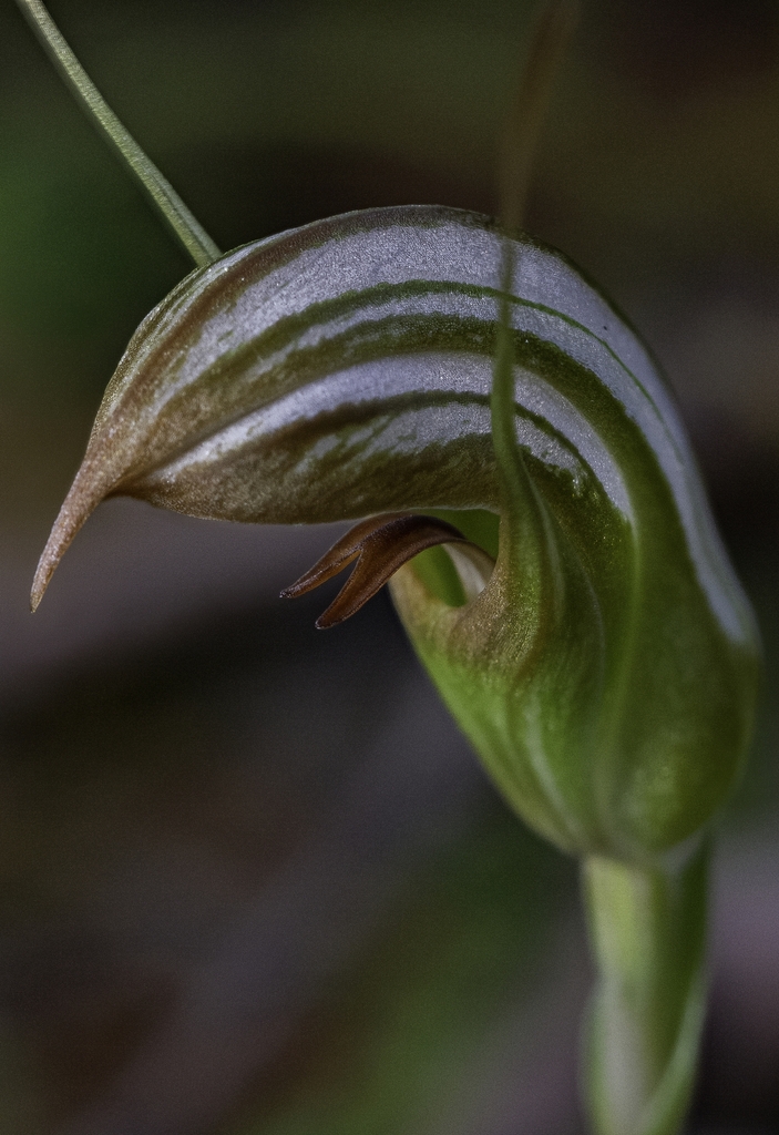 Pterostylis ophioglossa