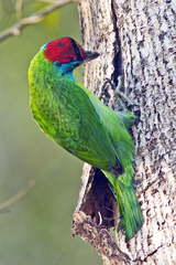 Psilopogon asiaticus