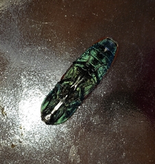 Chalcolepidius rubripennis