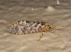 Himalopsyche phryganea