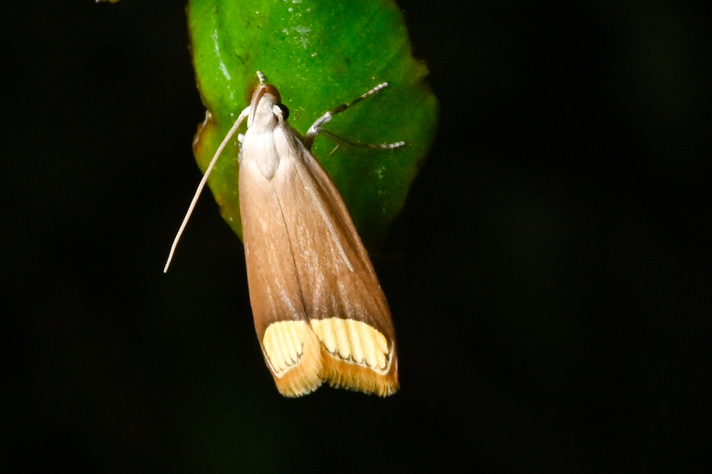 Aulidiotis