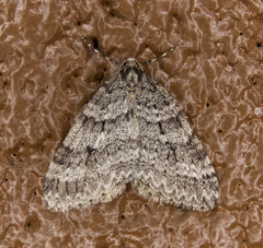 Operophtera danbyi