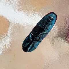 Chalcolepidius rubripennis