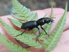 Mecodema spiniferum