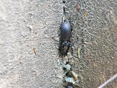 Mecodema spiniferum