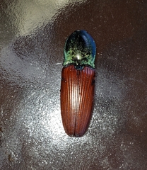 Chalcolepidius rubripennis