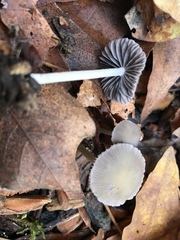 Psathyrella pseudogracilis