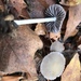 Psathyrella pseudogracilis - Photo (c) Bitty A. Roy, some rights reserved (CC BY-NC), uploaded by Bitty A. Roy