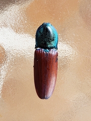 Chalcolepidius rubripennis