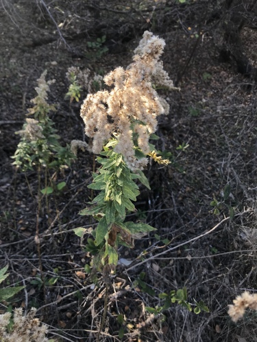 Solidago altissima