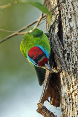 Psilopogon asiaticus