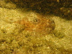 Diplobatis ommata