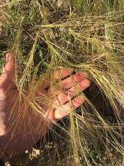 Scleropogon brevifolius