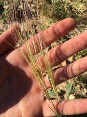 Scleropogon brevifolius