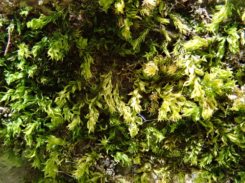 Image of Rhynchostegium rotundifolium by (c) Christian Berg, some rights reserved (CC BY)