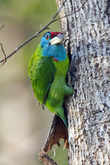 Psilopogon asiaticus