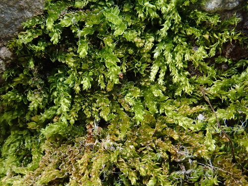 Round-leaved Feather-moss (Rhynchostegium rotundifolium)