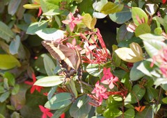 Heraclides andraemon