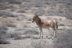 Onager photo 4