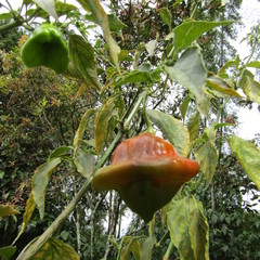 Capsicum baccatum pendulum