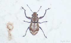 Parapantomorus fluctuosus