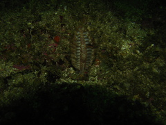 Ptilosarcus undulatus