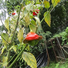 Capsicum baccatum pendulum