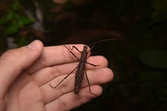 Ornatomorpha laciniatum