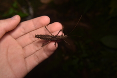 Ornatomorpha laciniatum