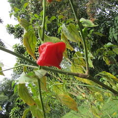 Capsicum baccatum pendulum