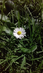 Bellis perennis