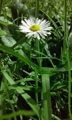 Bellis perennis