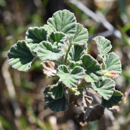 Image of Pelargonium reniforme by (c) Andrew Gillespie, some rights reserved (CC BY-SA)