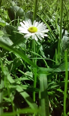 Bellis perennis