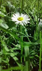 Bellis perennis