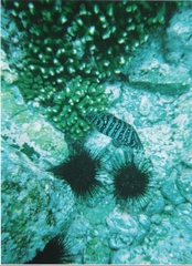 Dermatolepis dermatolepis