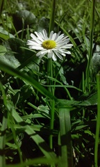 Bellis perennis