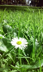 Bellis perennis