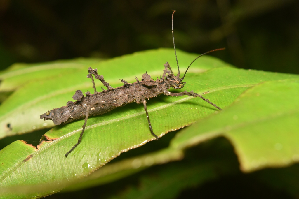 Acanthoclonia