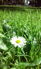 Bellis perennis