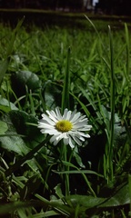 Bellis perennis