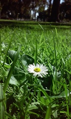 Bellis perennis